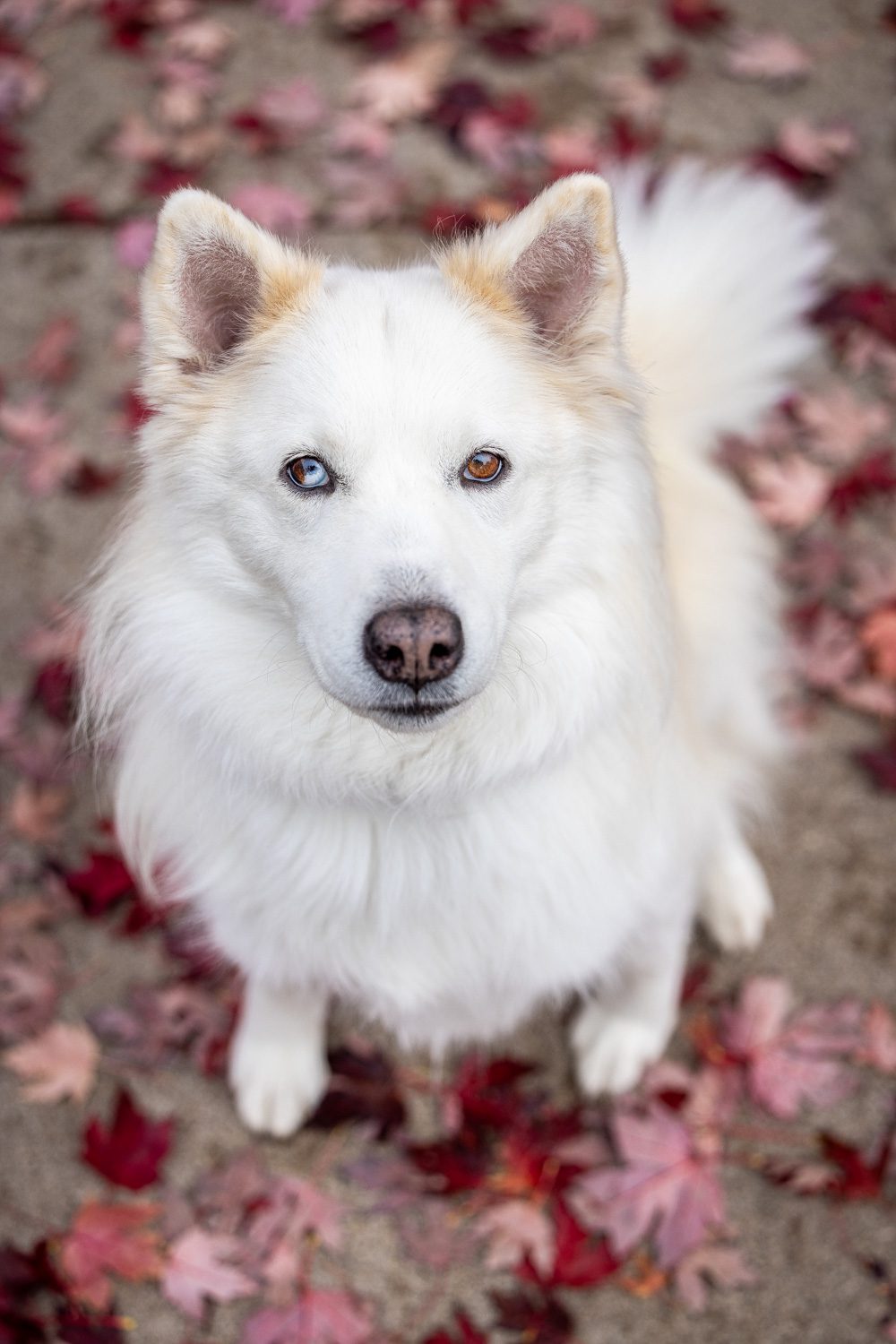 Beautiful white fluffy dog with two-toned eyes.