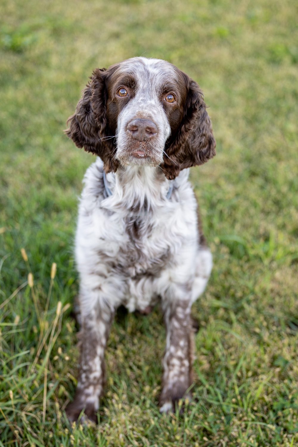 Handsome senior dog sitting pretty for his fur portrait.